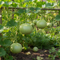 Round Bottle Gourd Gol Ghiya plant growing on vine in garden