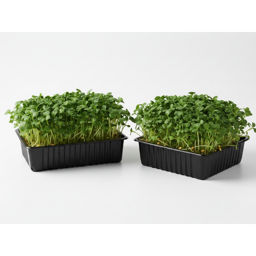Kale Green Microgreens Seeds - Easy to Grow Indoors Super Salad