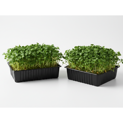 Kale Green Microgreens Seeds - Easy to Grow Indoors Super Salad