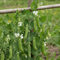 Fresh sweet peas matar growing on a vine with green pods and white flowers in a natural garden setting