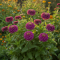 Zinnia Double Purple Hybrid Plant in Full Bloom