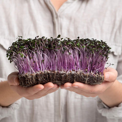 Knol Khol Purple Microgreens Seeds | Easy to Grow Indoors | Super Salad Greens