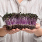 Knol Khol Purple Microgreens Seeds | Easy to Grow Indoors | Super Salad Greens