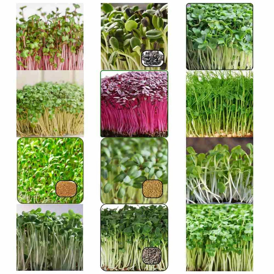 Premimum Microgreens Seeds 15 Varieties-Combo | Non-GMO | With Growing Instructions | Grow Your Own Super Salad