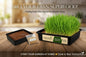 Ready To Grow Pack-Microgreen Seeds Starter Kit- Wheat Grass Seeds
