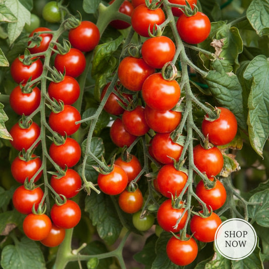 Tomato plant seeds