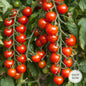 Tomato plant seeds