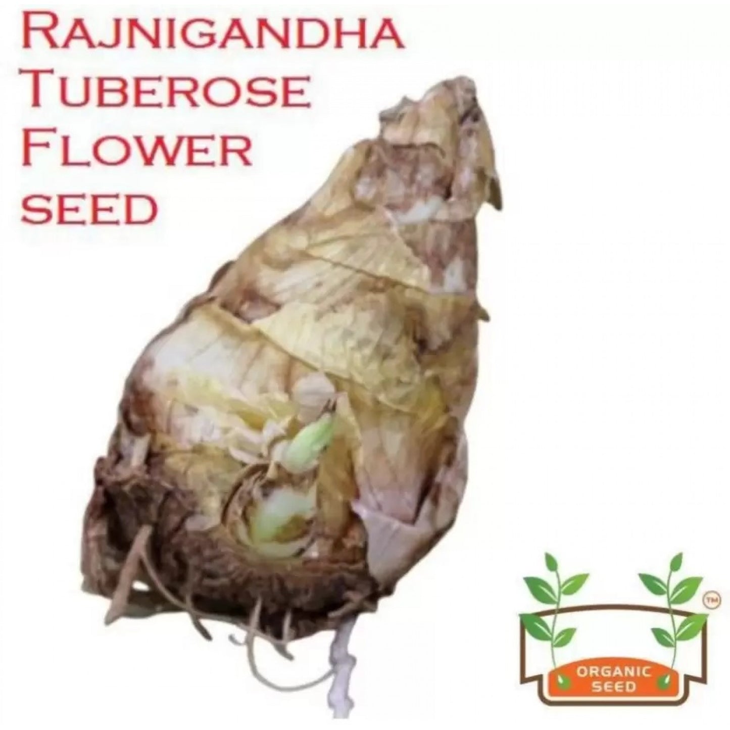 Rajnigandha / Tuberose Fragrant Bulbs Mix Color – Pack of 10