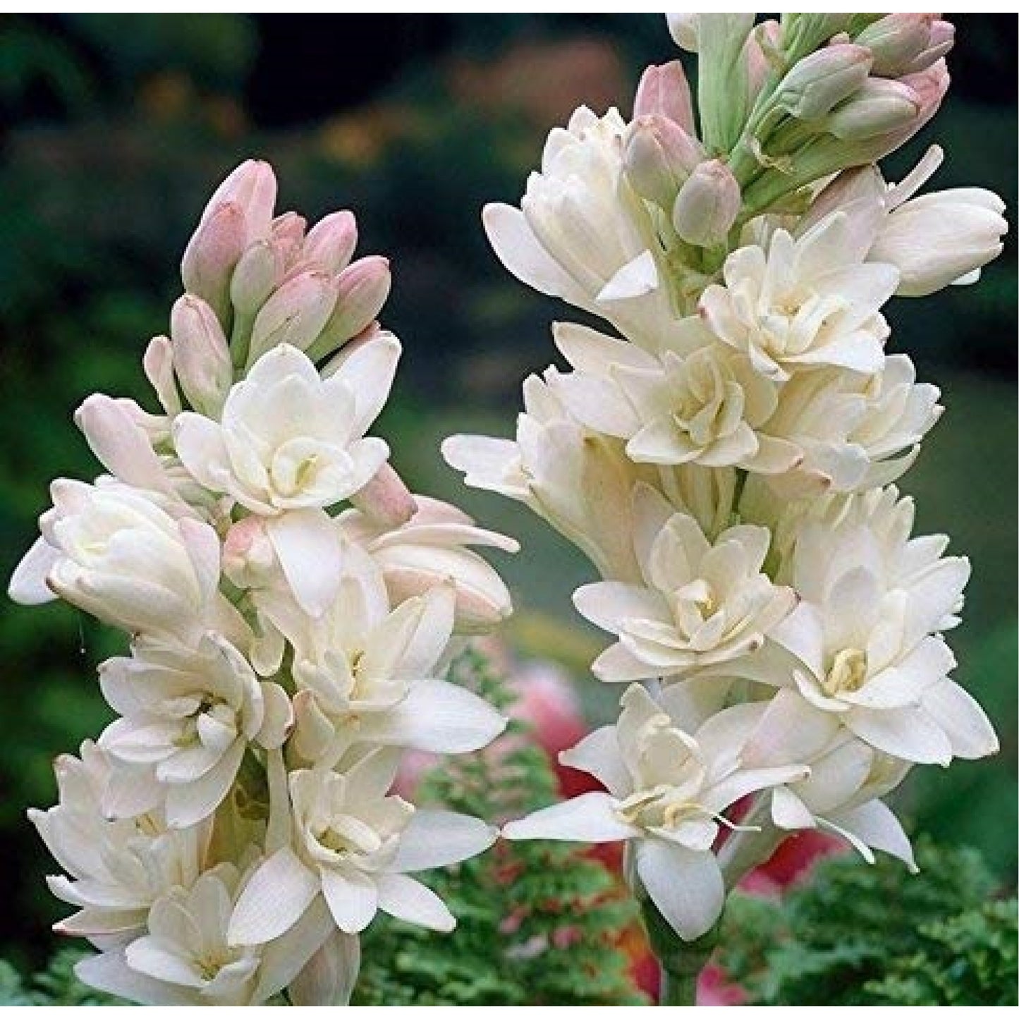 Premium Tuberose/Rajnigandha Flower Bulbs for Stunning Summer (Pack of 100 Bulbs Small Size)