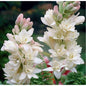 Premium Tuberose/Rajnigandha Flower Bulbs for Stunning Summer (Pack of 100 Bulbs Small Size)